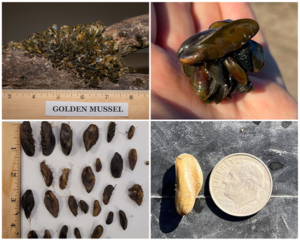 Photos of golden mussels recently discovered in the Sacramento-San Joaquin Delta. Photos from California Dept. of Fish and Wildlife. Photos of golden mussels recently discovered in the Sacramento-San Joaquin Delta. Photos from California Dept. of Fish and Wildlife.